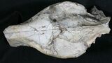 Nicely Prepared Oreodont (Merycoidodon) Skull #31518-4